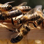 Bees Is Risen!