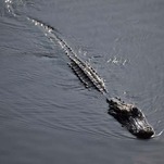 Alligator Life Imitates Alligator Art in Florida