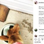 One of the Duggar Spawn Fed Their Dog Years-Old Frozen Breast Milk, So That's How Things Are Going