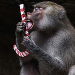 I'm Inspired By These Amorous Australian Baboons
