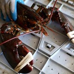 Maine Lobsters Accused of Starting Covid-19 Pandemic, Mainers Pissed