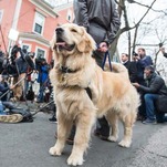 GOP Warns That Elizabeth Warren's Dog, Democratic Pets Are Uniting for Some Voter Fraud