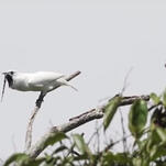 The Loudest Bird in the World Is the Bro of Your Nightmares