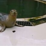 I Hate Earnestness, But I Love These Singing Seals