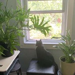 My Long, Arduous Effort to Make My Cat's Life Better