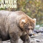 Saturday Night Social: Congratulations to Holly, the Chonkiest Bear in All the Land