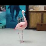August Feels Like This Video of a Flamingo Spinning In a Circle