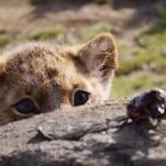 I’m Now Suddenly on Board With The Lion King Remake