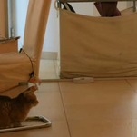 I Went to a European Cat Cafe and Was Roundly Ignored by All the Cats