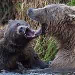 Fat Bear Week Rocked By Egregious Cheating Scandal