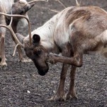 'Reindeer Yoga' Is the Latest Trend in Exercising Near Animals That Don't Give a Shit
