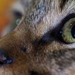 We'll Never Escape 'Cat Person,' Now a Movie Starring Nicholas Braun