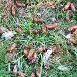 Just Like Us, Billions of Cicadas Are Ready to Emerge for Giant Bug Orgy