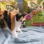Help, I Accidentally Bought 45 Pounds of Cat Food