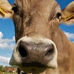 There Is No Safe Way to Kiss a Cow