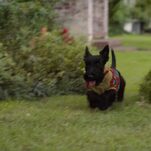 The Dogs Look Great