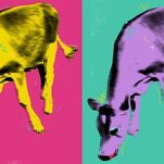 Impressions of Crouton, a Moderately Famous Internet Cow