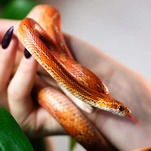 I Want to Become the Kind of Woman Who Throws Snakes at Her Pursuers