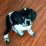 The Expensive Labor of Ensuring My Dog Outlives Me
