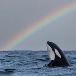 'Atlantic' Writer Calls Orcas 'Sadistic Jerks,' Says We Shouldn't Defend Them