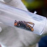 What Are the Murder Hornets Trying to Tell Us?