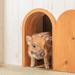 Saturday Night Social: Pig Cafes Are The Future of Drinking Coffee Near Animals