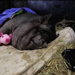Please Meet This Very Good, Very Fat Pig