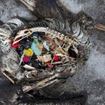 Whales, Meet Garbage Patch