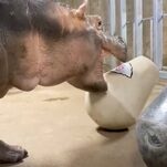 Fiona the Hippo May Be Clairvoyant