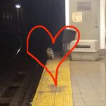 My Winter Crush Is Subway Raccoon