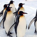 These Gay Penguins Should Sue If Their Adoption Doesn't Work Out