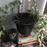 A Plant Mom Grows in Brooklyn