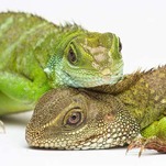 Single Mother Of the Year is This Self-Conceiving Water Dragon