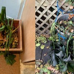 Can These Plants Be Saved???