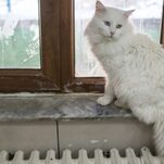 Coronavirus Has Come for Our Cats
