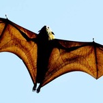 Misogynist Bat Bites Only Openly Female Presidential Candidate
