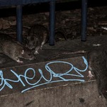 Would You Rather the Rats Fall on You or You Fall Into the Rats?