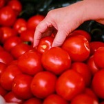 This Tomato Drama Is *Chef's Kiss*