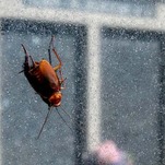 The Cockroach Uprising Is Upon Us