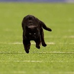 The NFL Should Change the Rules and Let Cats Play