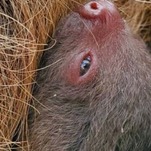 Saturday Night Social: I Didn't Know I Was Pregnant, Sloth Edition