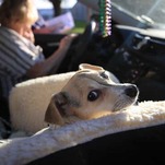Saturday Night Social: Have You Gotten Your Pandemic Foster Pet Yet?