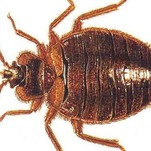 Someone Evil Left Bottles Full of Bedbugs in an Ohio Walmart