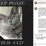 The Weird, Sad, and Hyper-Local Tale of Ponzu, the Influencer Cat Who Died in a Brooklyn Park