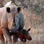 Suspected Rhino Poacher Killed by an Elephant, Eaten by Lions