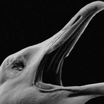 How The Lighthouse's Seagulls Got Ready for Their Closeup