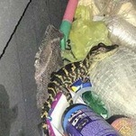 Florida Woman Pulls Foot-Long Alligator From Her Yoga Pants During Traffic Stop