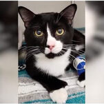 Washing Machine Cat Is a True Survivor