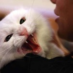 Sorry, Your Cat Might Consume Your Corpse When You Die Alone