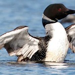A Loon Stabbing a Bald Eagle Through the Heart Is Probably a Metaphor